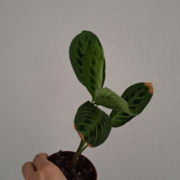 Maranta Lemon lime