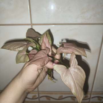 Syngonium neon robusta