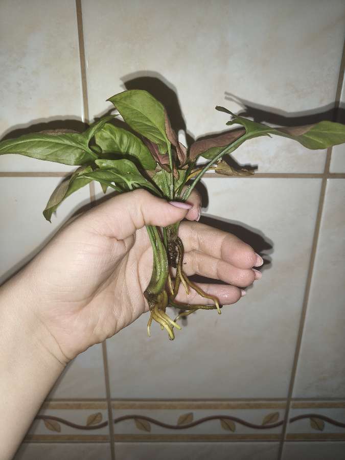 Syngonium neon robusta 2