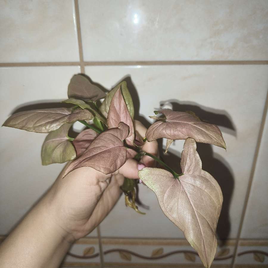Syngonium neon robusta