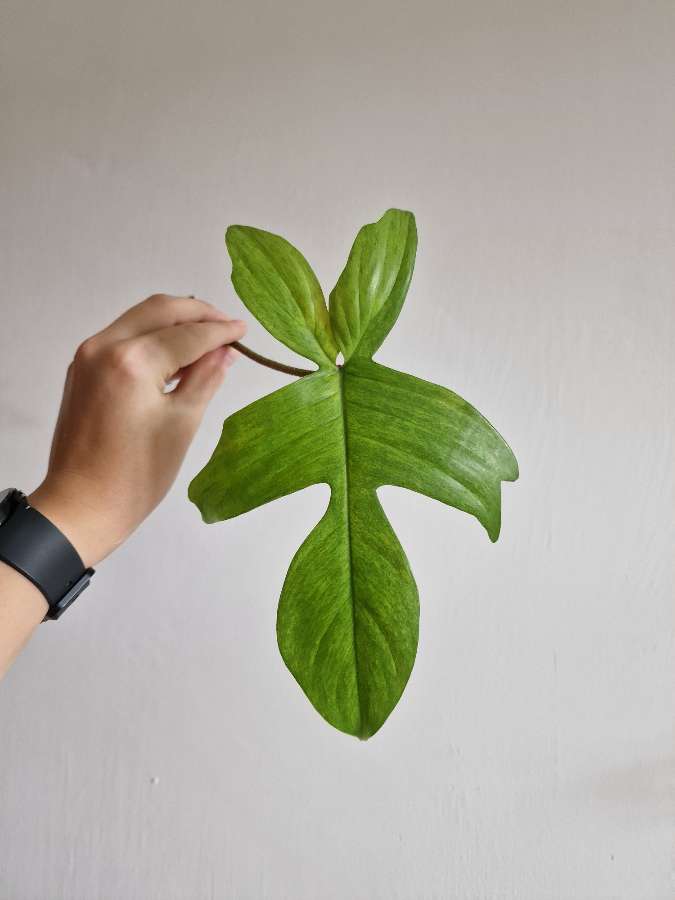 Philodendron Florida Ghost 2