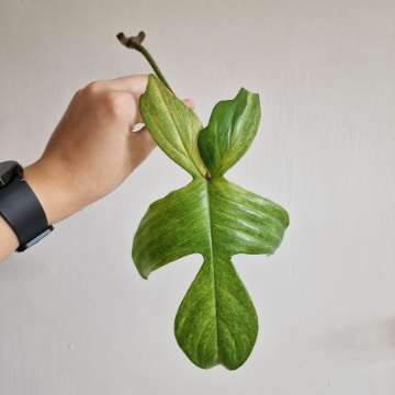 Philodendron Florida Ghost