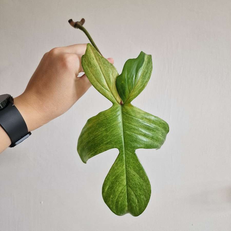 Philodendron Florida Ghost