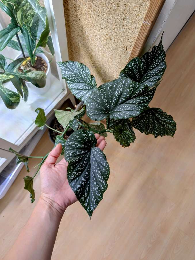 Begonia corallina de lucerna 2