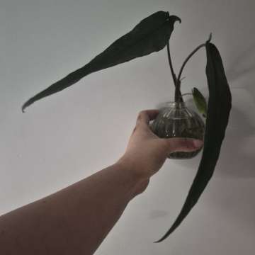 Pędówka Syngonium Lance Leaf