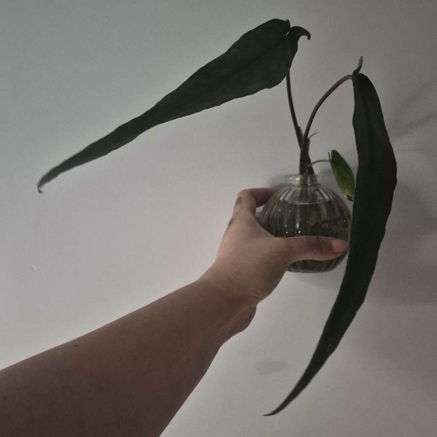 Pędówka Syngonium Lance Leaf
