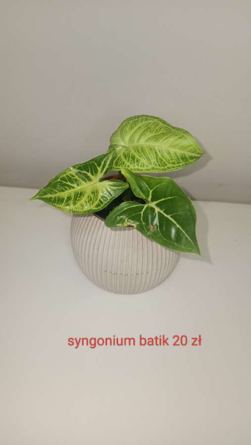 Syngonium batik 2