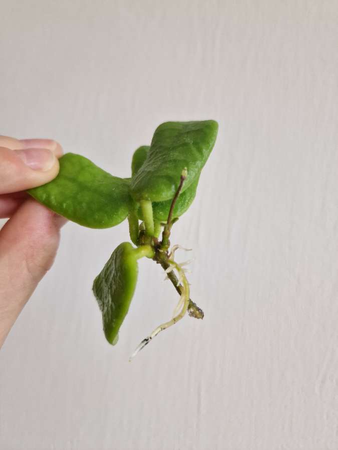 Hoya rotundiflora 2