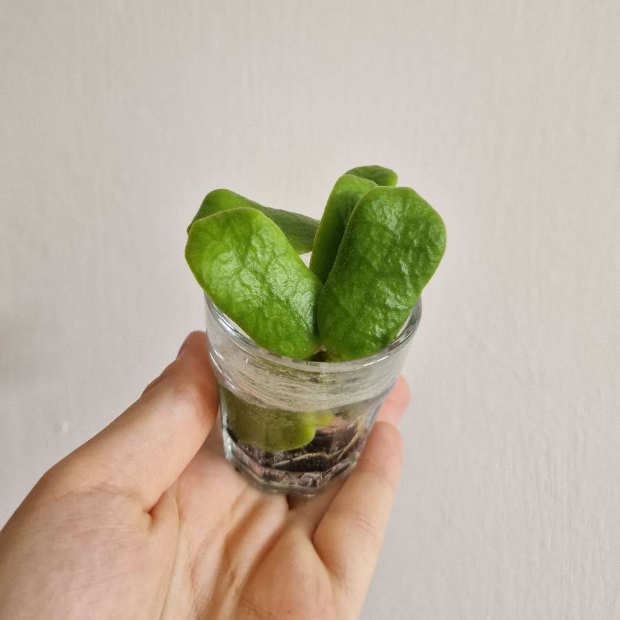 Hoya rotundiflora