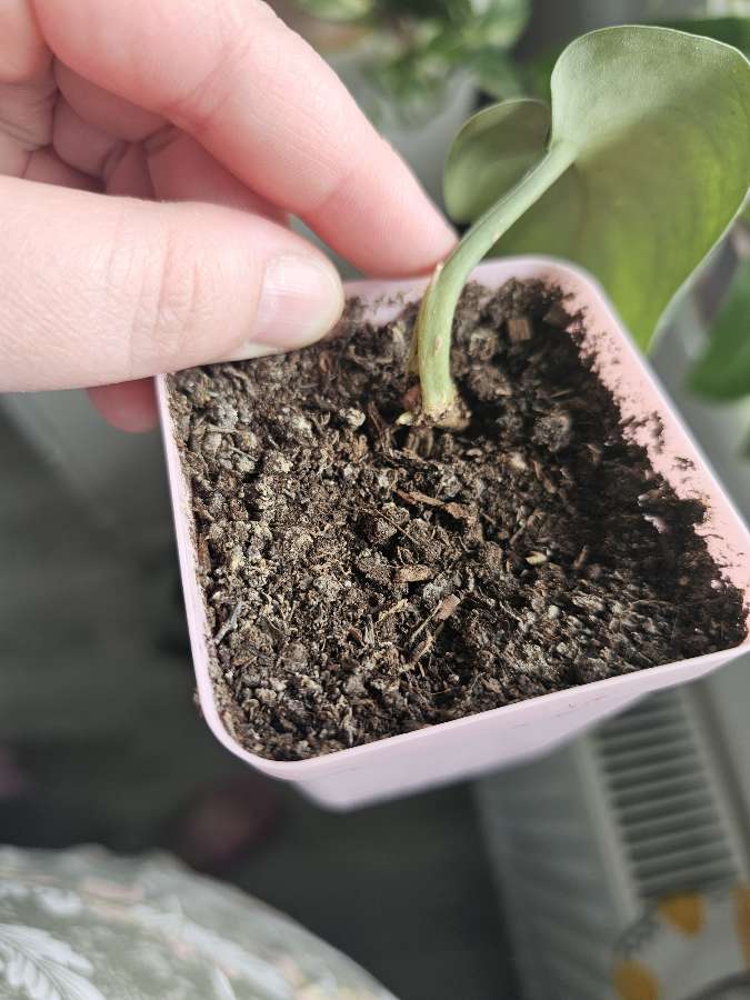 Scindapsus pictus trebie 3