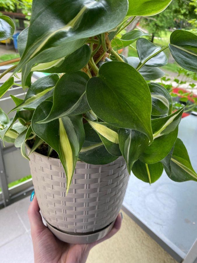 Philodendron Silver Stripe 4