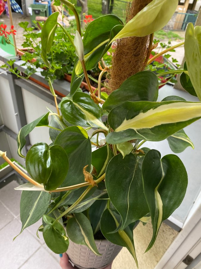 Philodendron Silver Stripe 2