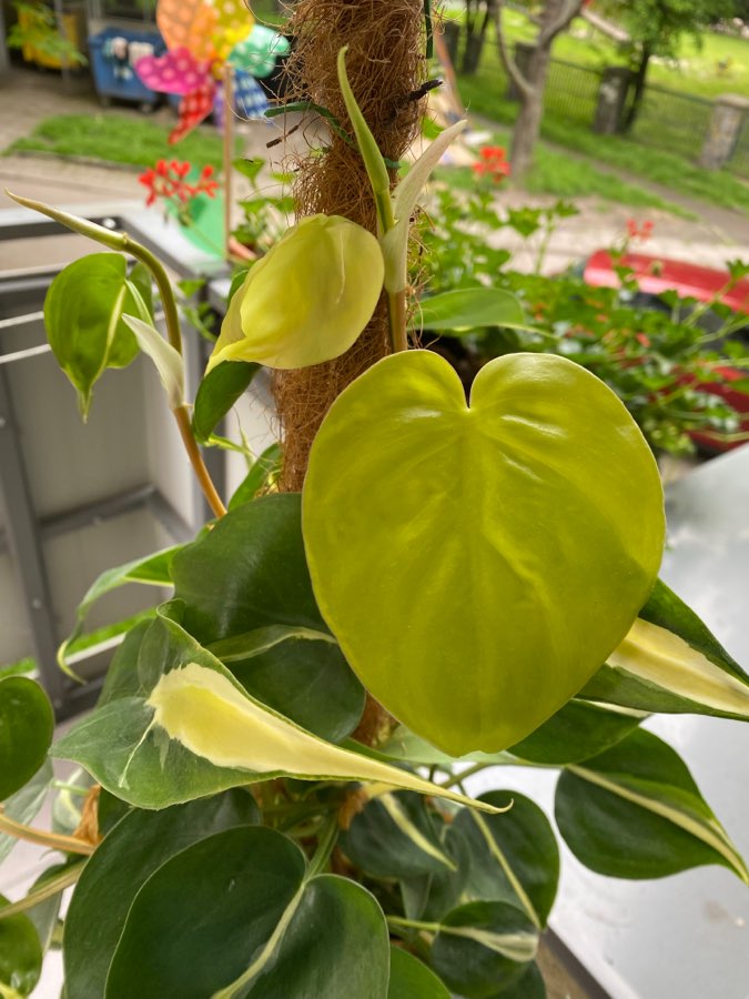 Philodendron Silver Stripe 5