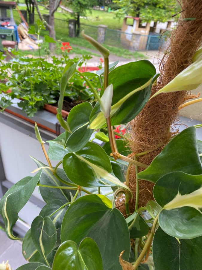 Philodendron Silver Stripe 3