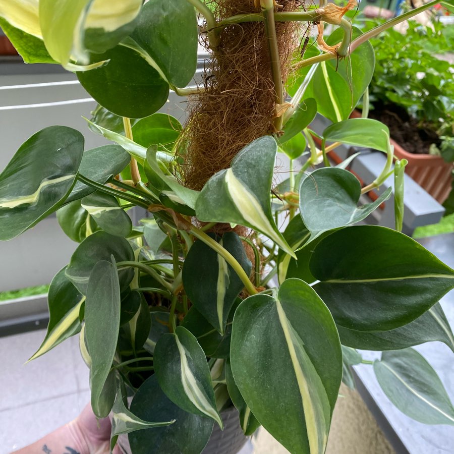 Philodendron Silver Stripe