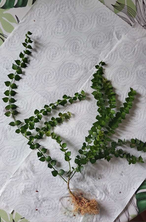 Dischidia ruscifolia 2