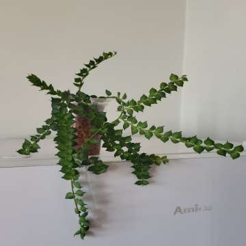 Dischidia ruscifolia