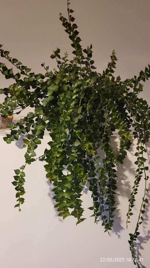 Dischidia ruscifolia 2