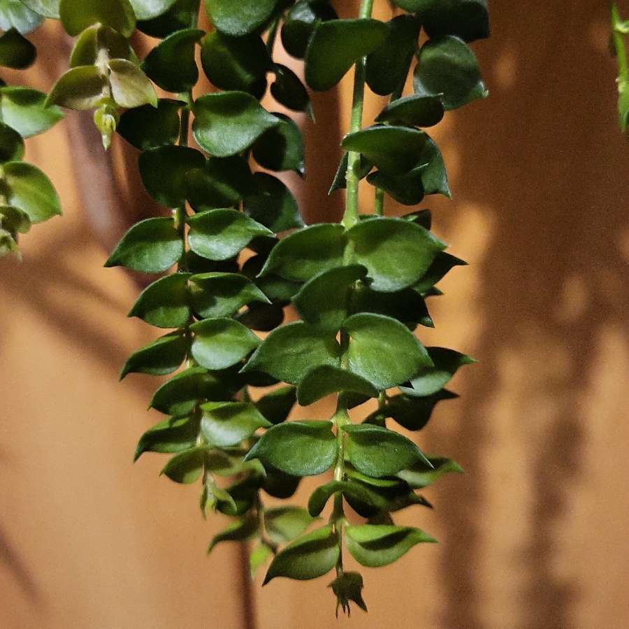 Dischidia ruscifolia