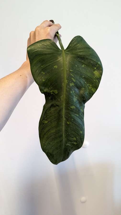 Philodendron Jose buono 2