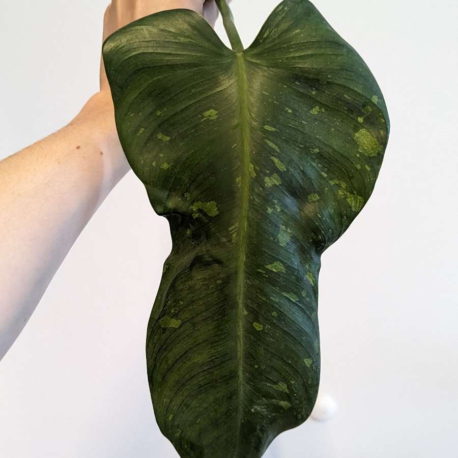 Philodendron Jose buono