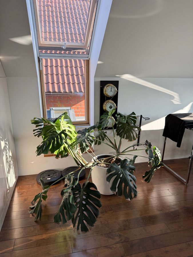 Monstera deliciosa bardzo duża 2m szeroka potwór 3