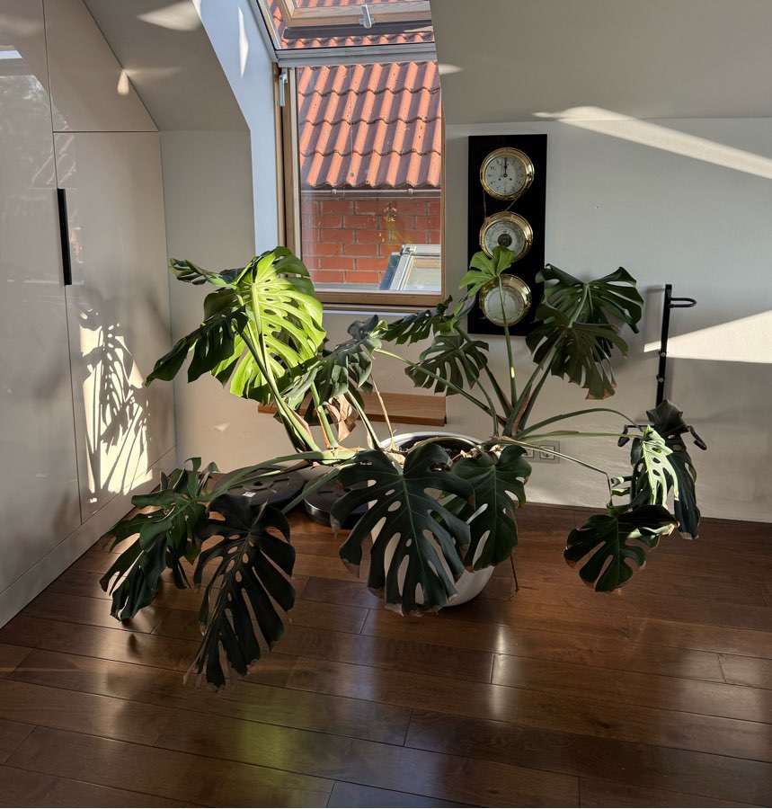 Monstera deliciosa bardzo duża 2m szeroka potwór