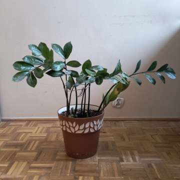 Zamiokulkas zamiolistny