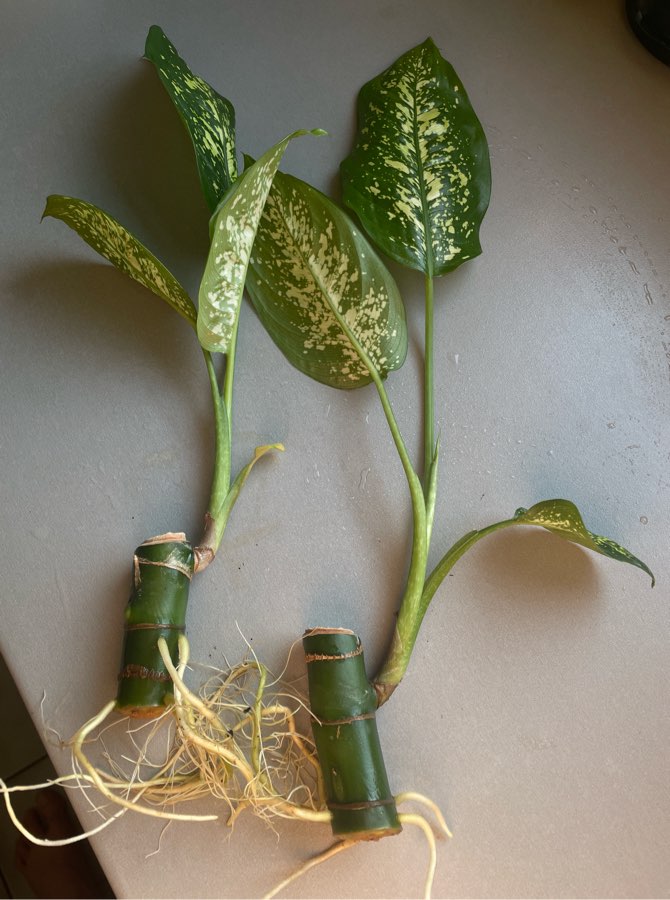 Dieffenbachia seguine tropic rain sadzonki