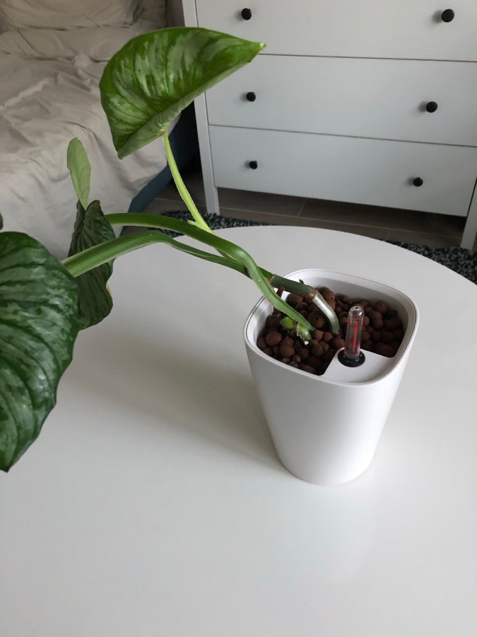 Mamei z doniczką Lechuza 2