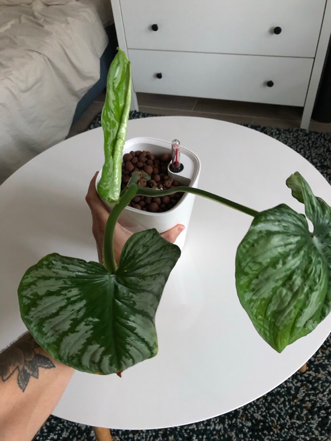 Mamei z doniczką Lechuza 3