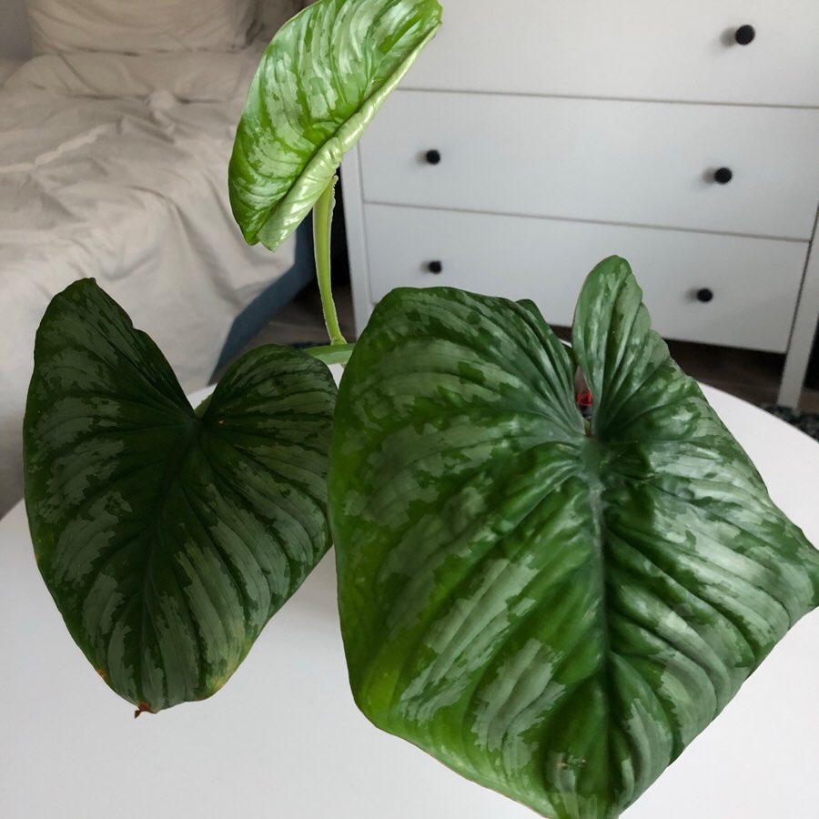 Mamei z doniczką Lechuza