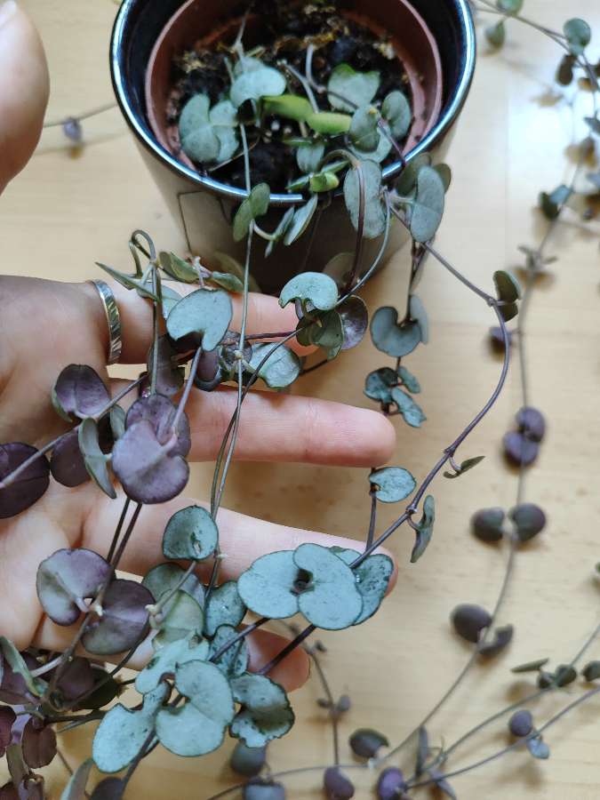 Ceropegia woodii, Silver glory 120cm 2