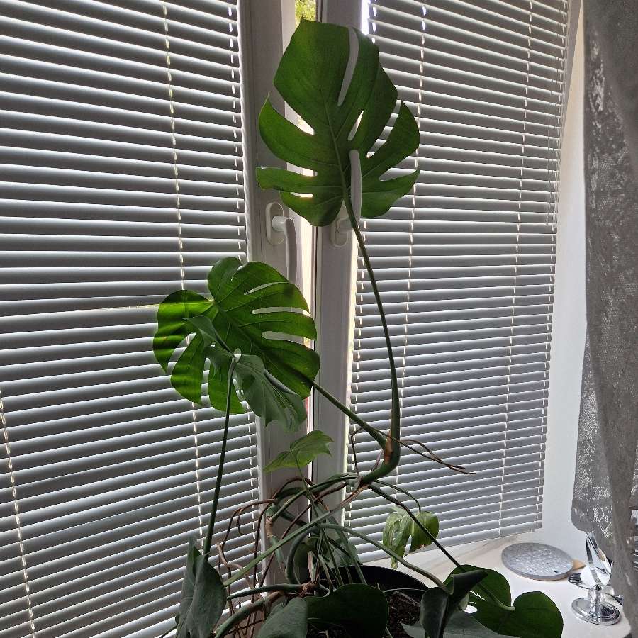 Monstera