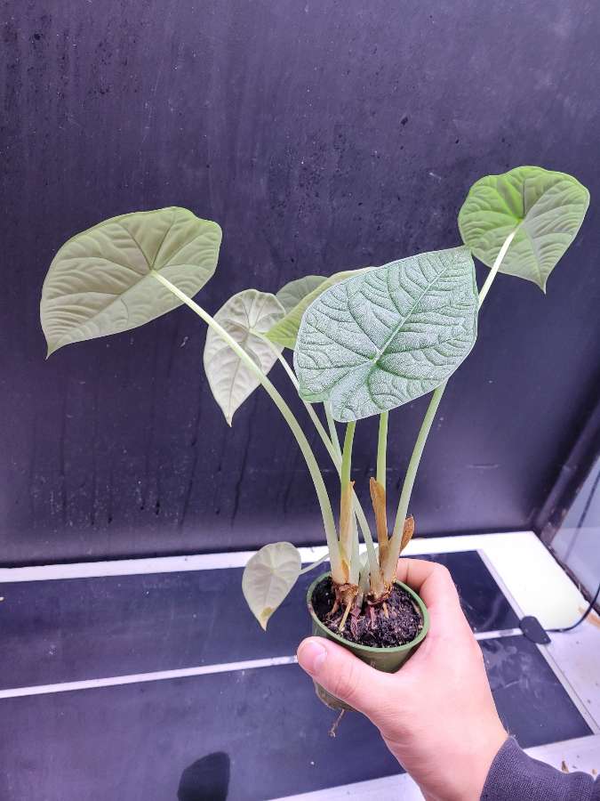 Alocasia melo 2