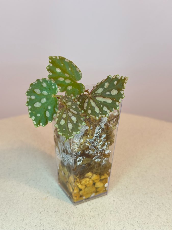 Begonia Chlorostica x Negrosensis #3 2