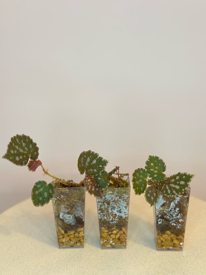 Begonia Chlorostica x Negrosensis #3 3