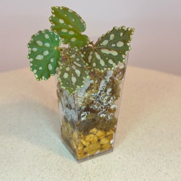 Begonia Chlorostica x Negrosensis #3