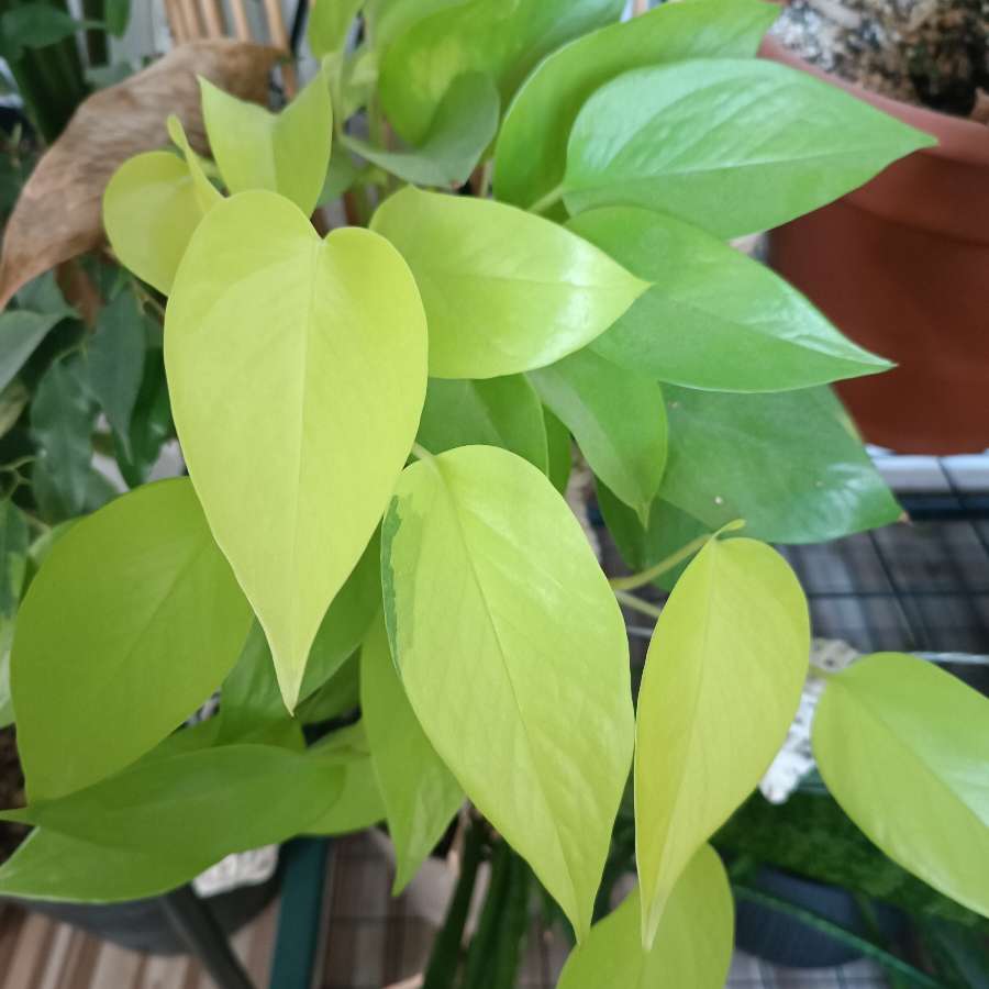 Epipremnum neon