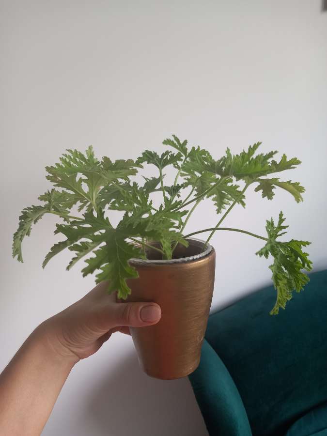 Geranium anginka 2