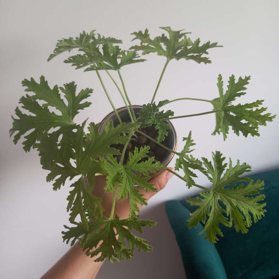 Geranium anginka