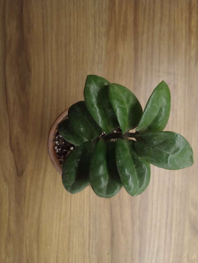 Zamioculcas zenzi 4