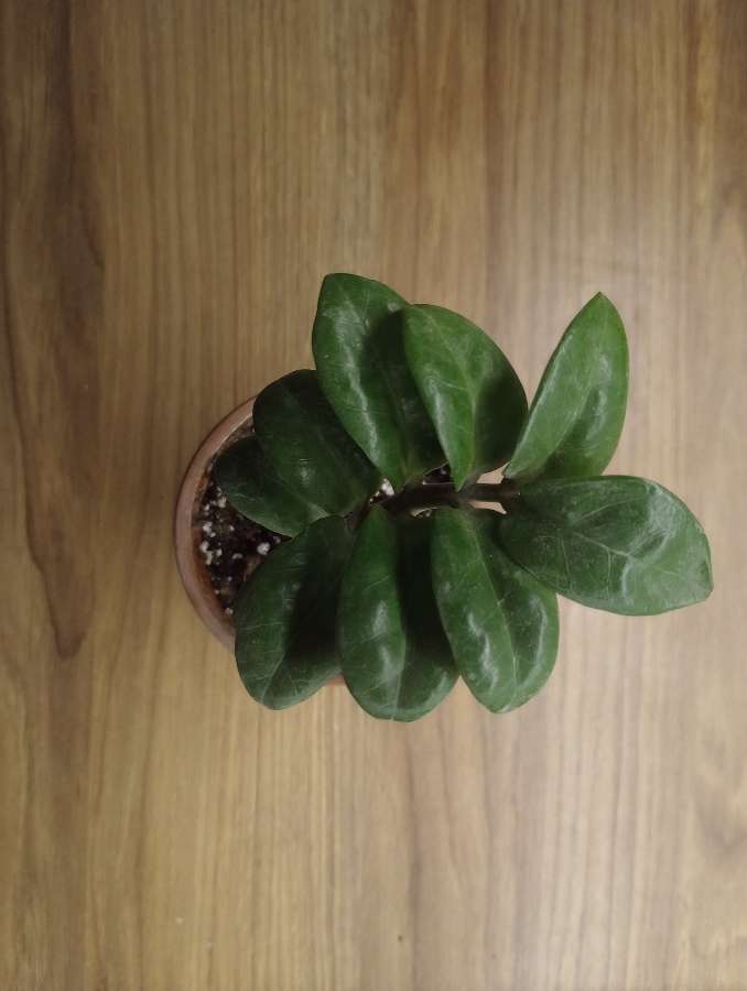 Zamioculcas zenzi 3