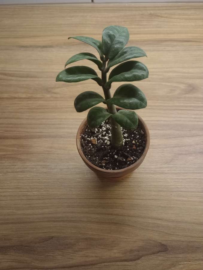 Zamioculcas zenzi 2