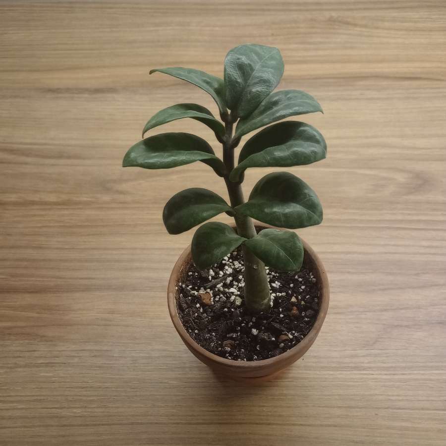 Zamioculcas zenzi