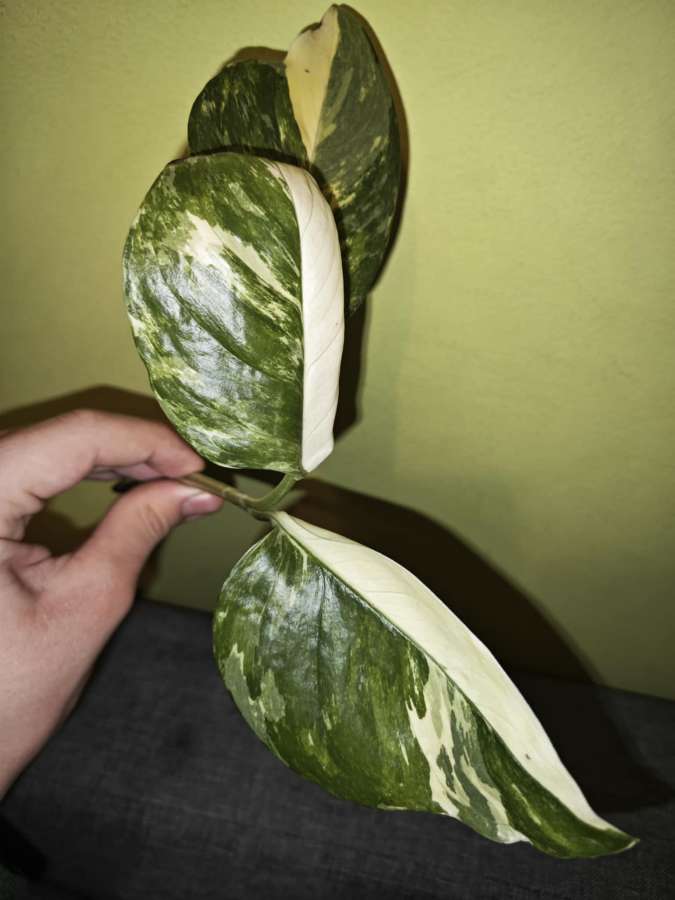 Monstera lechleriana variegata 2