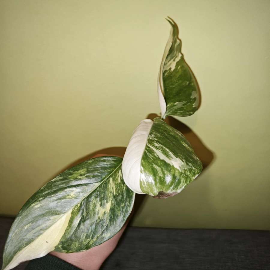 Monstera lechleriana variegata