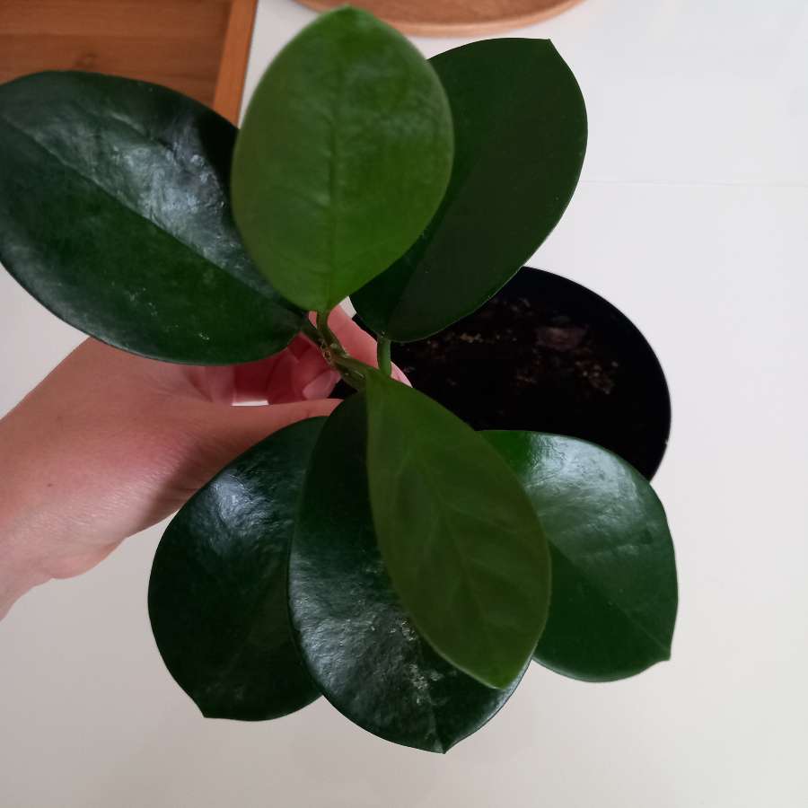 Hoja