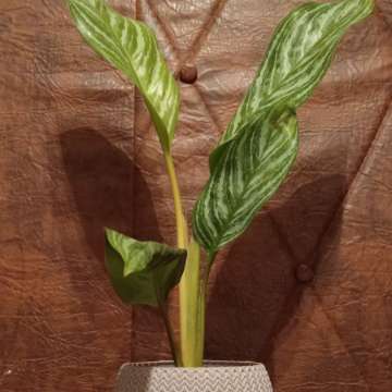 Aglaonema z doniczką