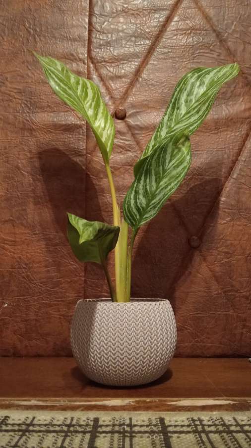 Aglaonema z doniczką 2